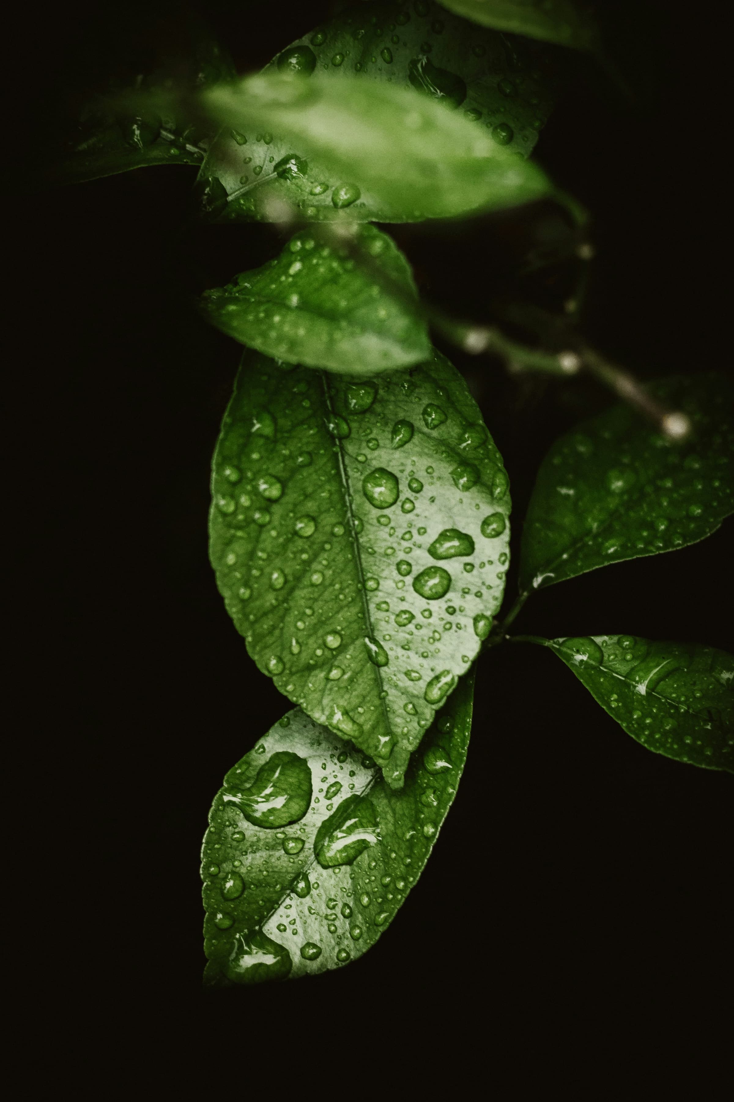 Tea leaves with rain droplets against a dark background